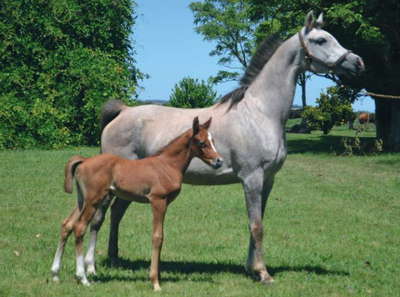 Lote SIRENA HLM