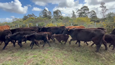 Lote 58 Piezas de cría en Paso del Bañado, Rocha