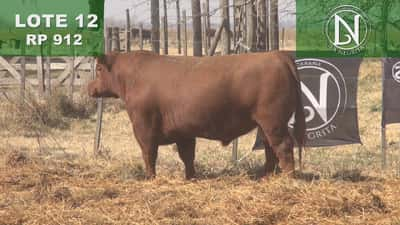 Lote TORO PC ANGUS COLORADO - RP 912