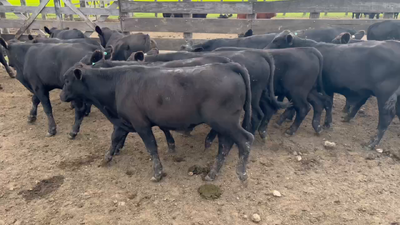 Lote 30 Terneros en Durazno, Entre Ríos