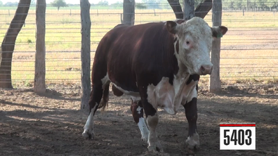 Lote Hereford
