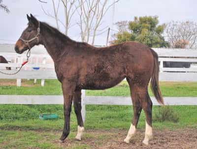 Lote JULIETA POSSE