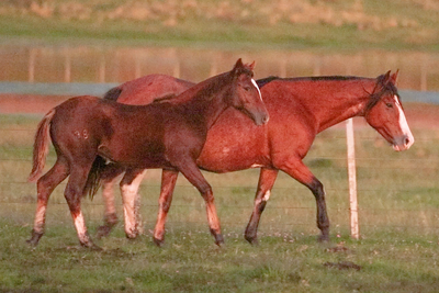 Lote LA SERENA GATA