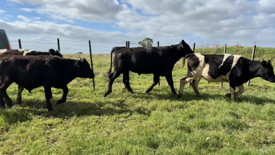 Lote NOVILLOS 1 a 2 AÑOS