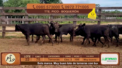 Lote 75 Terneras CBO 3 Híbridas (tipo Brangus). Negras. 199kg - , Boquerón