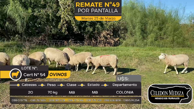 Lote 20 Ovejas en Tarariras, Colonia