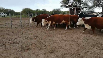 Lote 35 Vacas nuevas C/ gtia de preñez en Federal, Entre Ríos