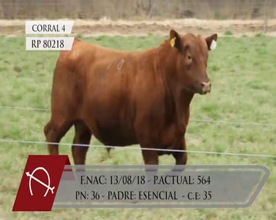 Lote TOROS ANGUS PURO CONTROLADO "LA BARRANCOSA"