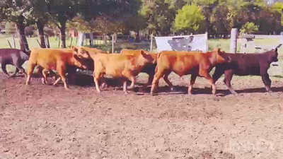 Lote 20 Terneros/as