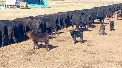 Lote 100 Terneros A TÉRMINO en Pehuajo