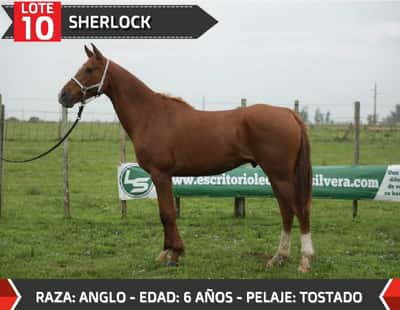 Lote SHERLOCK