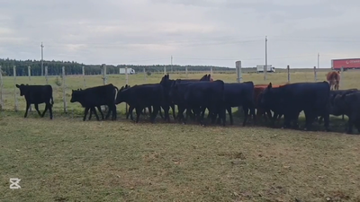Lote TERNERAS