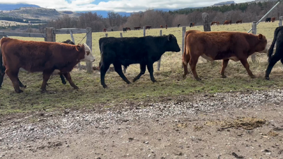 Lote 50 Ternero en Coyhaique, XI Región Aysén