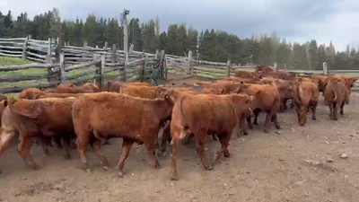 Lote 50 Ternero en Coyhaique, XI Región Aysén