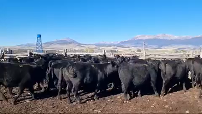 Lote 50 Novillo Engorda en Coyhaique, XI Región Aysén