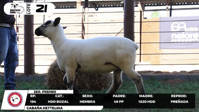 Lote LOTE 21- BOZAL