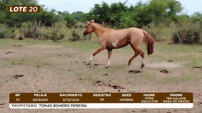 Lote LOTE 20- CAMPO