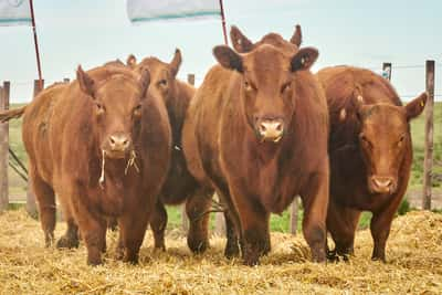 Lote "TRES MOLINOS"  Vaquillas MAS Preñadas