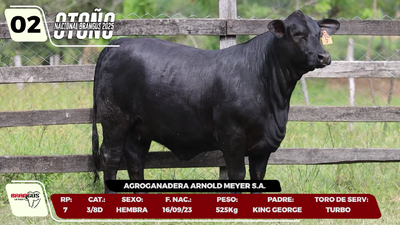 Imagen LOTE 2