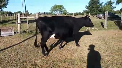 Lote Vaca 600kg - , San José