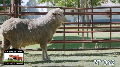 Lote Merino Donhe