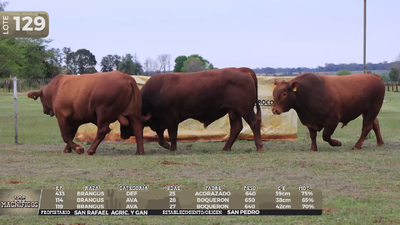 Lote LOTE 129- EN VIVO