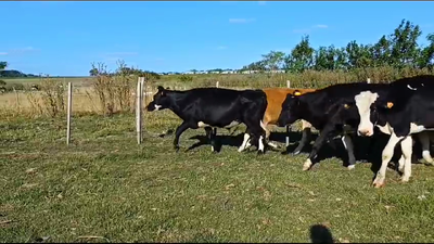 Lote (Vendido)6 Novillos Holando HOLANDO 370kg -  en CARDONA
