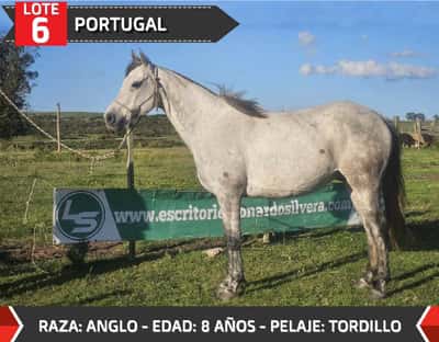 Lote PORTUGAL