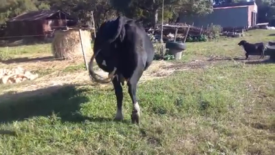 Lote Vaca HOLANDO 500kg - , San José