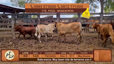 Lote 140 Terneros CBO 3 Híbridos (tipo Brangus). Colorados. 211kg - , Boquerón