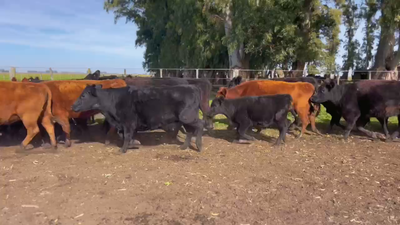 Lote 26 Vacas nuevas C/ cria en Azul, Buenos Aires