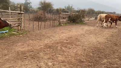 Lote 100 Novillo Engorda en Paine, Región Metropolitana