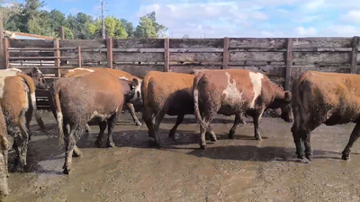 Lote 40 Vaquilla Gorda en Los Ángeles, VIII Región Biobío