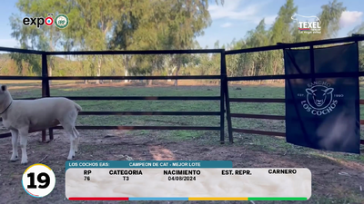 Lote LOTE 19