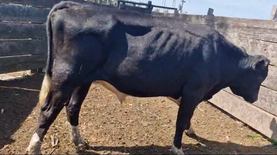 Lote Toros Hol 480kg -  en Juan Soler