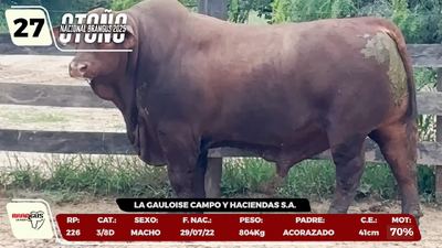 Lote LOTE 27