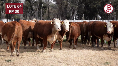 Lote VAQUILLONA PR PREÑADA PARICIÓN PRIMAVERA