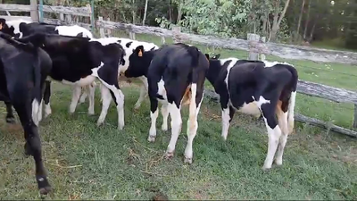 Lote 6 Terneros 150kg - , San José