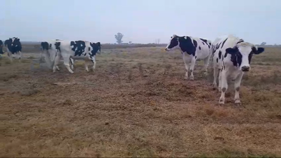 Lote 23 Novillos Holando Argentino en Cnel. Fraga, Santa Fe