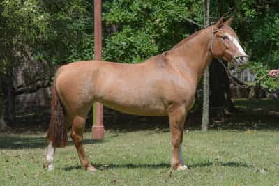 Lote Yubely Farolera Fuero