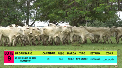 Lote LOTE 9 - 45 VAQUILLAS PREÑADAS CBO 0