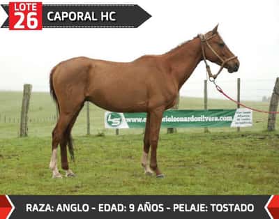 Lote CAPORAL HC