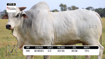Lote LOTE 36