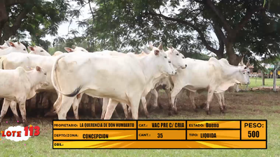 Lote LOTE 113