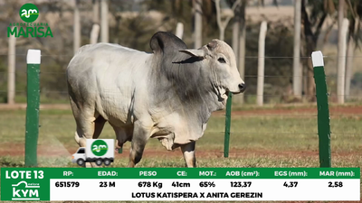 Lote Lote 13