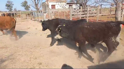 Lote 35 Novillitos Angus negro, colorado y cruzas en Hugentobler, Santa Fe