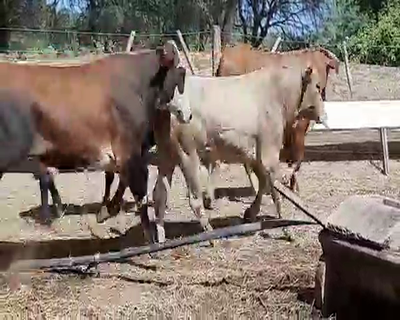 Lote 55 Novillitos en Monte Quemado, Santiago del Estero