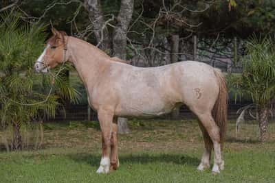 Lote Yubely Santa Angela