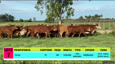 Lote LOTE 7 - 35 VAQUILLAS PREÑADAS CBO 0
