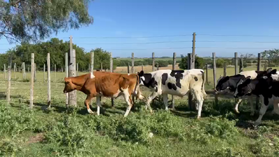 Lote TERNEROS